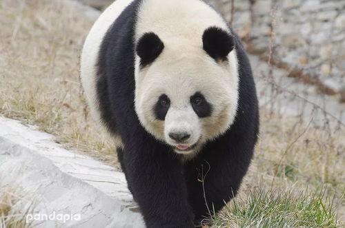 林冰大熊猫最新爆料,最新动态与幕后故事大公开